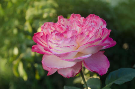 Rose petel change from yellow to pink. Rose Aquarell growing outdoor.の写真素材