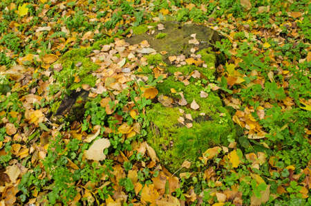 Fall foliage sunny autumn background on grass in sunny morning light. Beautiful sunny colorful fall seasonの写真素材