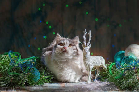 Pet in the room with Christmas tree. Beautiful cat under a Christmas tree.の写真素材