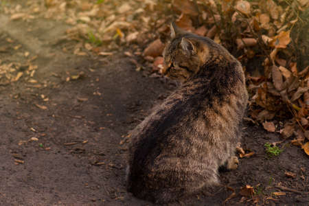 Striped tabby cat lying on the leaves in autumn. Striped tabby cat in the autumn in red orange yellow autumn leaves.の写真素材