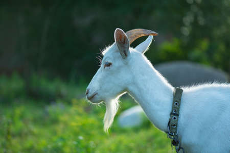 Beautiful young goat portrait outdoors at sunset. Backyard homestead with goats. Cheerful young goat posing on sunset lights.の写真素材