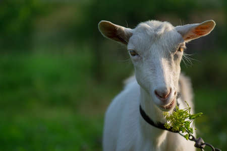 The portrait of funny goat on the background of green field. Beautiful young goat portrait outdoors...