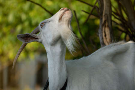 Outdoor portrait of a young goat. Goat resting outdoors in a grassy field. Beautiful goat portrait...