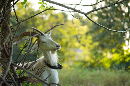 Atmospheric moment at nature outdoor. Friendly goat in the meadow.の写真素材