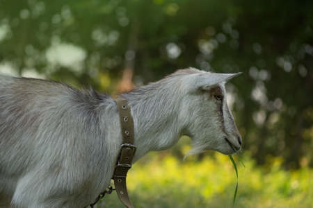 Beautiful goat portrait in nature. How to raise goats. Young goat on sunny day outdoors.