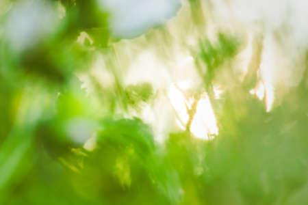 Glowing green nature background. Abstract green bokeh background.の写真素材