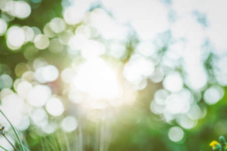 Bright summer defocused bokeh effect garden with sunlight. Green bokeh under sunlight.の写真素材