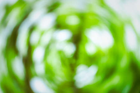 Green leaf natural blurred background. Fresh summer wallpaper concept.の写真素材