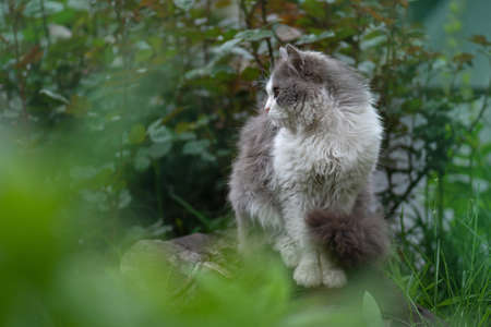 Cheerful cat in summer landscape. Cat lies in colorful flowers and green bokeh in background.の写真素材