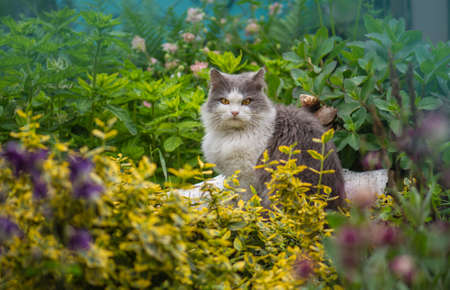 Attractive cat relaxing outside in garden. Cheerful cat between flowers in spring. Portrait of happy young cat in autumn garden outdoors.の写真素材