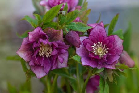 Helleborus double ellen bloom. Hellebore grows in the garden. Hellebore Double Ellen Pinkの写真素材