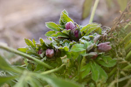 Helleborus double ellen bloom. Hellebore grows in the garden. Hellebore purple flower Double Ellen Redの写真素材