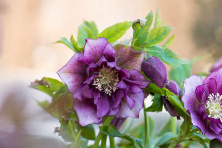 Hellebore grows in the garden. Helleborus Prince Double Red.の写真素材