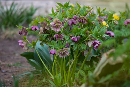 Hellebore grows in the garden. Helleborus Double Hybrids Red Promise.の写真素材