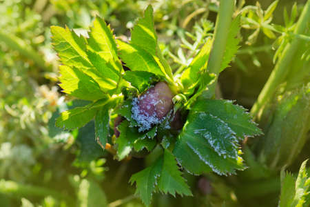 Helleborus double ellen bloom. Hellebore grows in the garden. Hellebore purple flower Double Ellen Redの写真素材