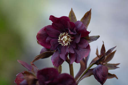 Hellebore grows in the garden. Hellebore Double Ellen Red. Helleborus double ellen bloom.の写真素材