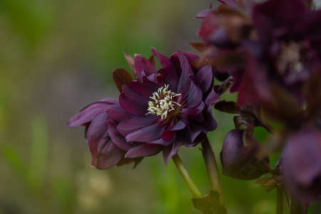 Helleborus double ellen bloom. Hellebore grows in the garden. Hellebore purple pink flower Double Ellen Purpleの写真素材