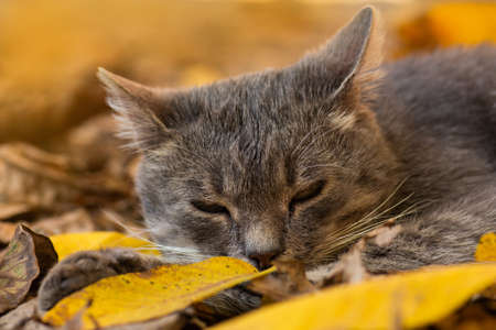 Adorable cat walks in the autumn park. Young kitten sitting in the foliage in the autumn forest.の写真素材