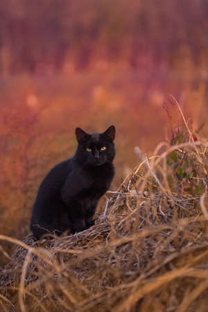 Funny cat in the autumn in red orange yellow autumn leaves. Funny kitten in yellow autumn leaves.の写真素材
