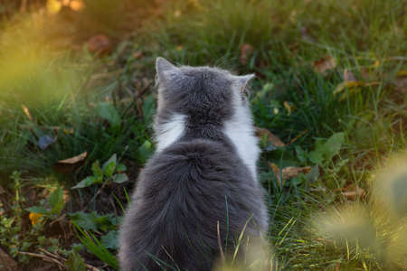 Cat smelling the flower in a colorful flowering garden. Attractive cat relaxing outside in garden.の写真素材