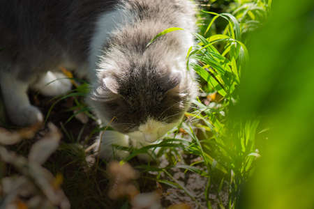Cheerful cat in summer landscape. Cat lies in colorful flowers and green bokeh in background.の写真素材