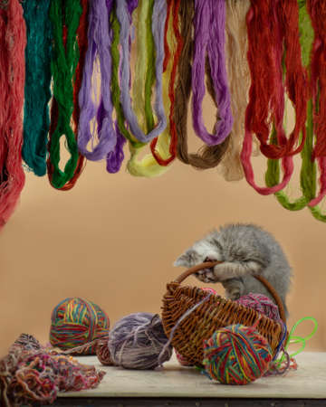 Baby kitten playing with many ball of woolen threads. Kitten playing with multicolored clew.の写真素材