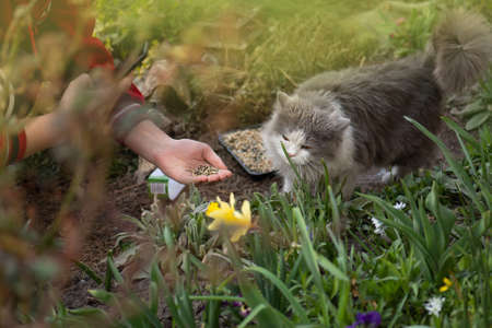 Girl blogger spreading grass seed for a cat and shoots video on the phone. Gardener blogger girl hold her cat.の写真素材