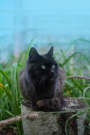 Black cat walk in colorful flowers and green bokeh in the background. Black beautiful cat and blooming plants in garden. Kitty walk in summer landscape.の写真素材