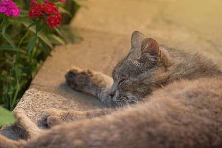 Cat and plants on terrace. Cat with fluffy tail walking away. Cat relaxing in the garden on terraceの写真素材