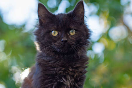 Black cat walk in colorful flowers and green bokeh in the background. Black beautiful cat and...