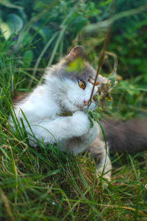 Green grass and cat. Adorable young cat is eating herb in the park on the nature. Fun cat eats...