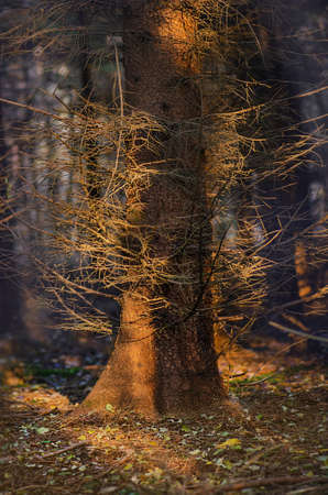 Divine dense dark fall forest. Majestic dark dense autumn forest. Strange misty dark forest.