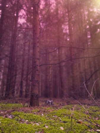 Paranormal stranger forest for horror background. Nature misty landscape.の写真素材