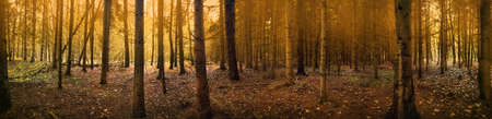 Strange fall forest with magical atmosphere panoramic picture. Mystical dreamy forest in autumn and magical light wide photoの写真素材