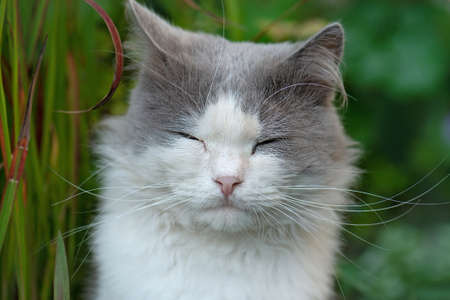Beautiful cat portrait. Conceptual photography of cat health. Attractive cat photo. Cute cat enjoying his lifein the garden.の写真素材