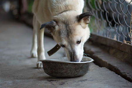 Stray hungry dog eating from a bowl. Hungry dog in adoption center. Bowl with dog food in dog shelter.の写真素材