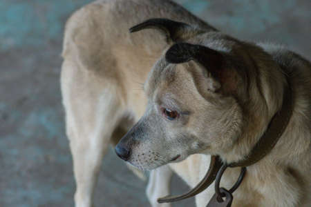 Adopting a dog at dog shelter. Mongrel dog in shelter waiting for adoption. Dog is wondering about...