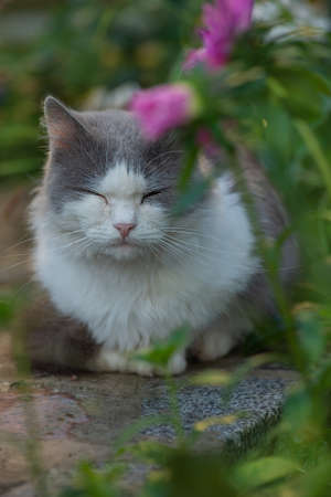 Beautiful cat lying in the garden on a field at sunset. Short haired cat in the summer garden. Pets outdoors lifestyle. Cat lying in the gardenの写真素材