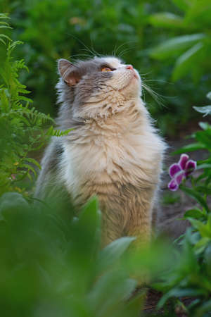 Beautiful gray and white cat looking proud. Cat model portrait. Cat is staring with curious yellow...