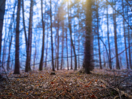 Mystical dreamy forest in blue fog in autumn and magical light. Dark mystical atmosphere park.