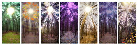 Panoramic vertical photo of forest in autumn with colorful autumn leaves. Vertical format photos collage.の写真素材
