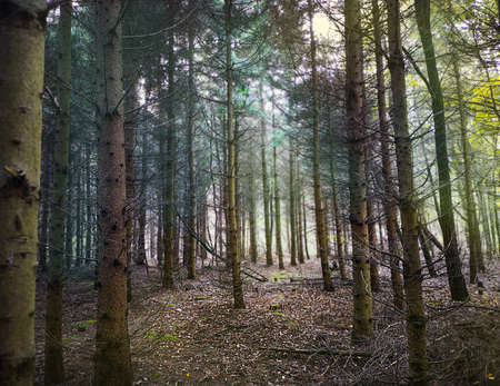 Lovely dreamy fall foggy seasonal forest. Awesome dream forest places.