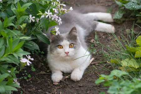 Cat on the footpath on summer green garden background. Cheerful cat lying in the meadow with dandelion blooming around. Lives in harmony with nature.の写真素材