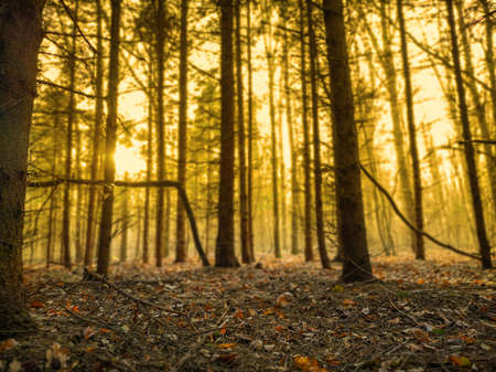 Lovely dreamy fall foggy seasonal forest. Awesome dream forest places.