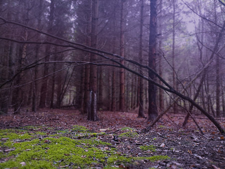 Picturesque view of beautiful enchanted trees. Amazing fairytale landscape.