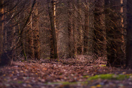 Insuperable strange fall night background. Fall autumn occulture wild woods.