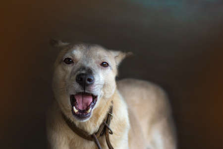 Sad aggressive dog with opened mouth. Aggressive dog is barking. Barking angry dog close up portrait.の写真素材