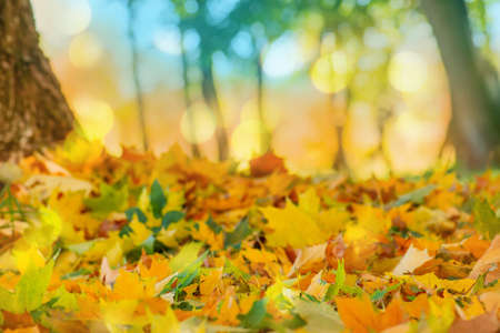 Orange, yellow red maple leaves autumn background. Autumn colorful acer leaves.