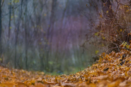 Colorful texture of autumn leaf. Carpet of fallen forest leaves on ground. Autumn leaves everywhere...