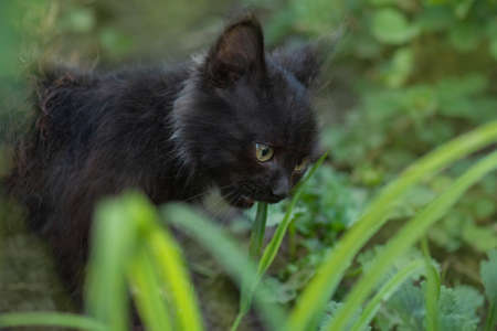 Cat lick with tongue tasty. Pets tongue out. Kitten looking in camera and showing tongue.の写真素材